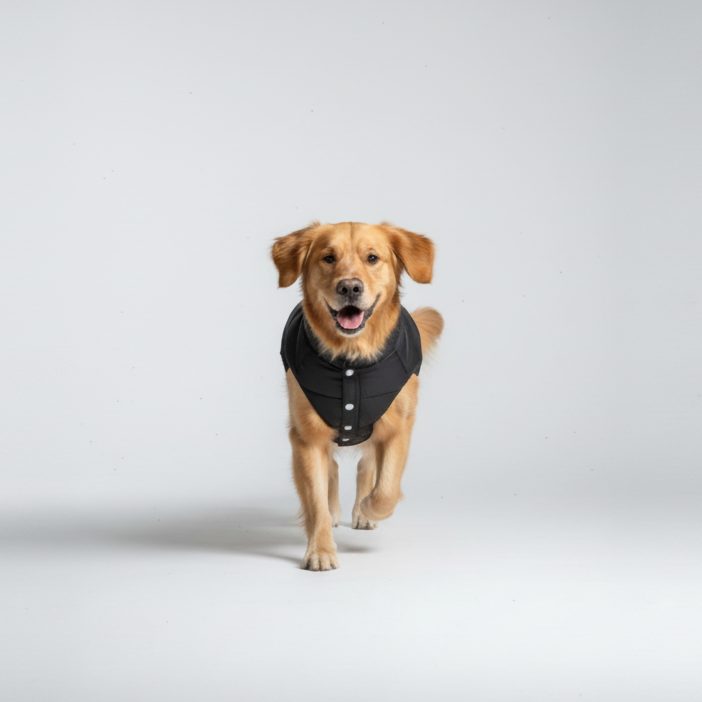 Midnight Puff Black Quilted Jacket – Sleek Winter Pet Jacket