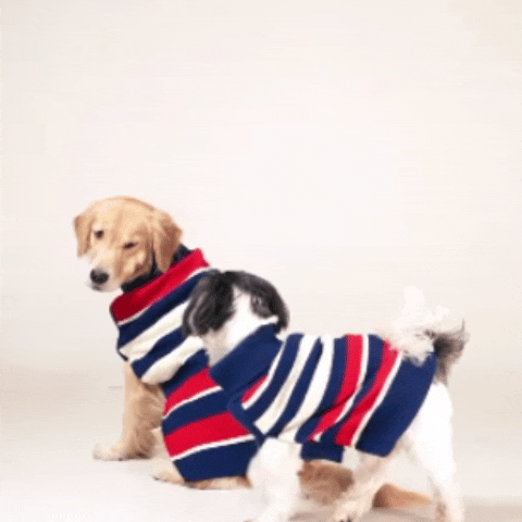 CruiseLine Knit Sweater – Classic Navy Winter Pet Sweater