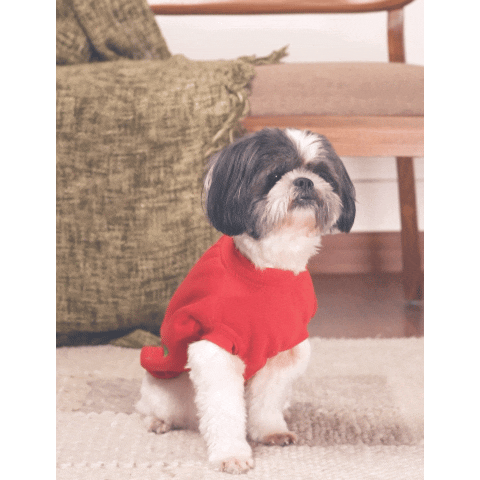 Jingle Joy Tee – Christmas Red Winter Pet Tee