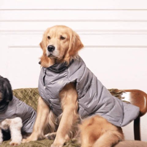 GreyWhisper Puffer – Elegant Grey Winter Pet Jacket