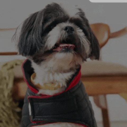 Black Luxe Quilted Pet Jacket with Red Collar – Bold Red Winter Pet Jacket