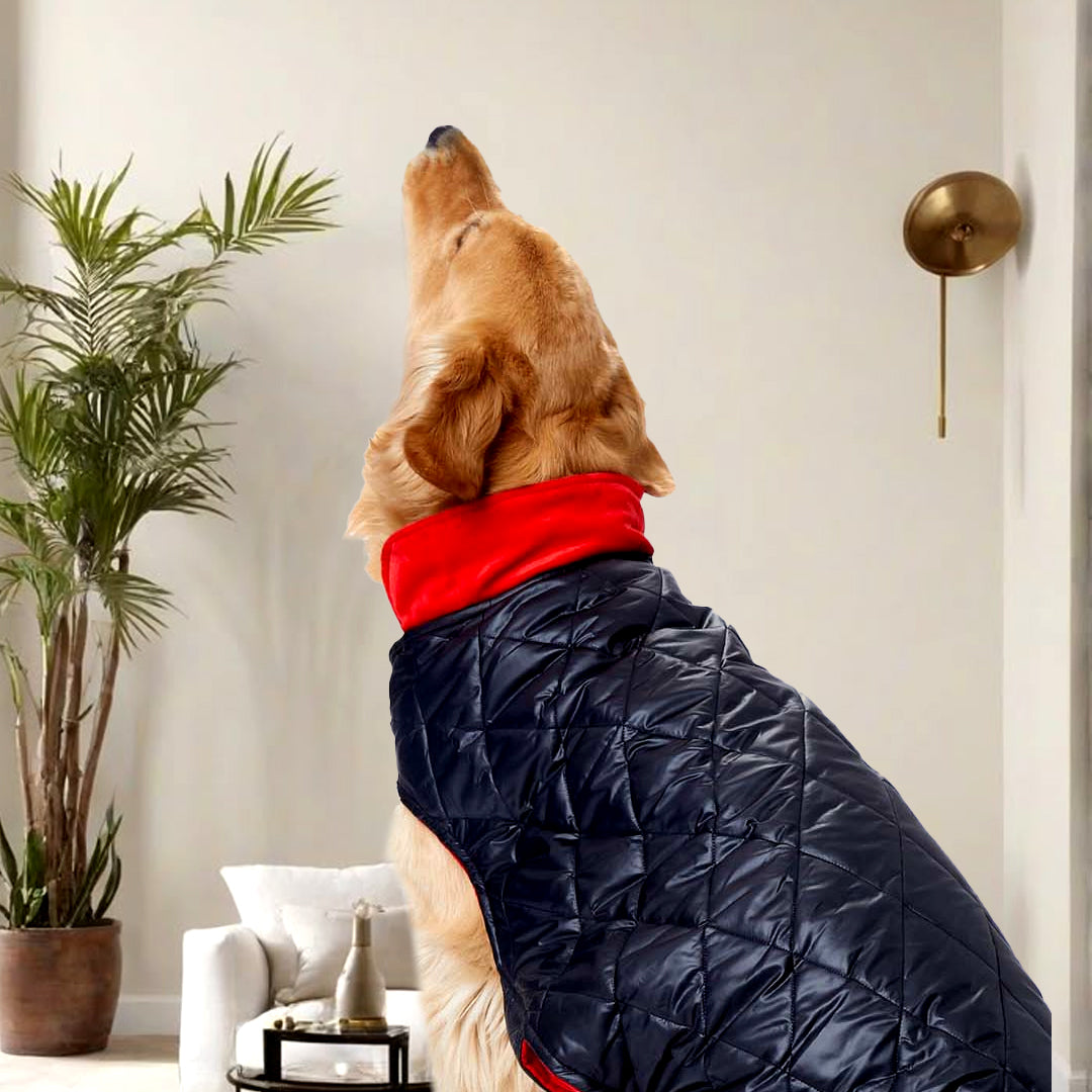 Black Luxe Quilted Pet Jacket with Red Collar – Bold Red Winter Pet Jacket