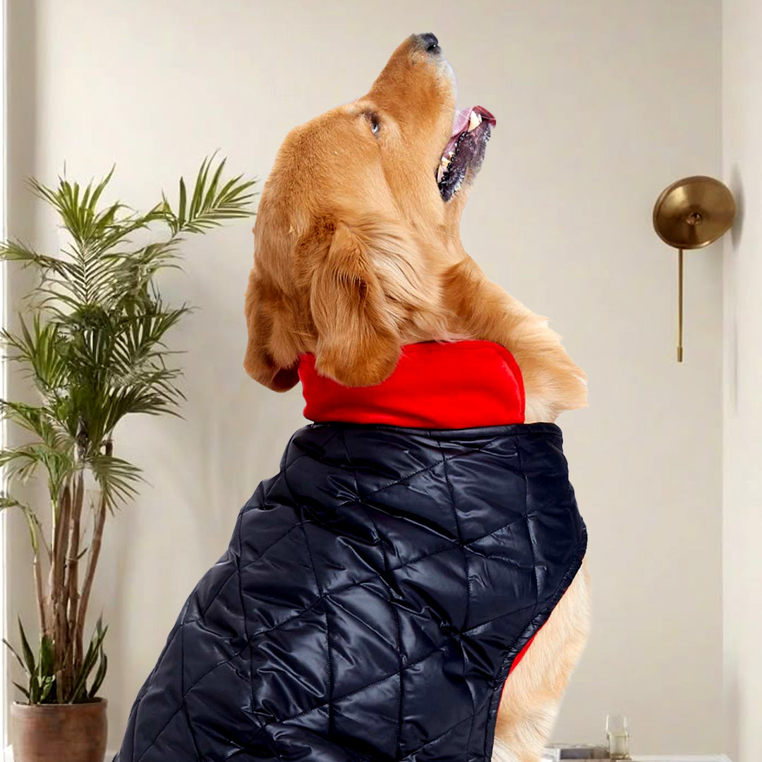 Black Luxe Quilted Pet Jacket with Red Collar – Bold Red Winter Pet Jacket