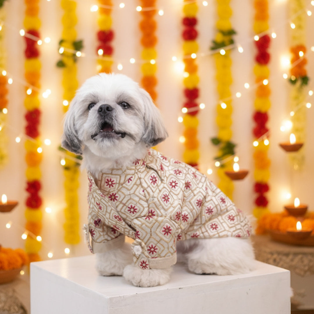 Majestic Glow Sherwani