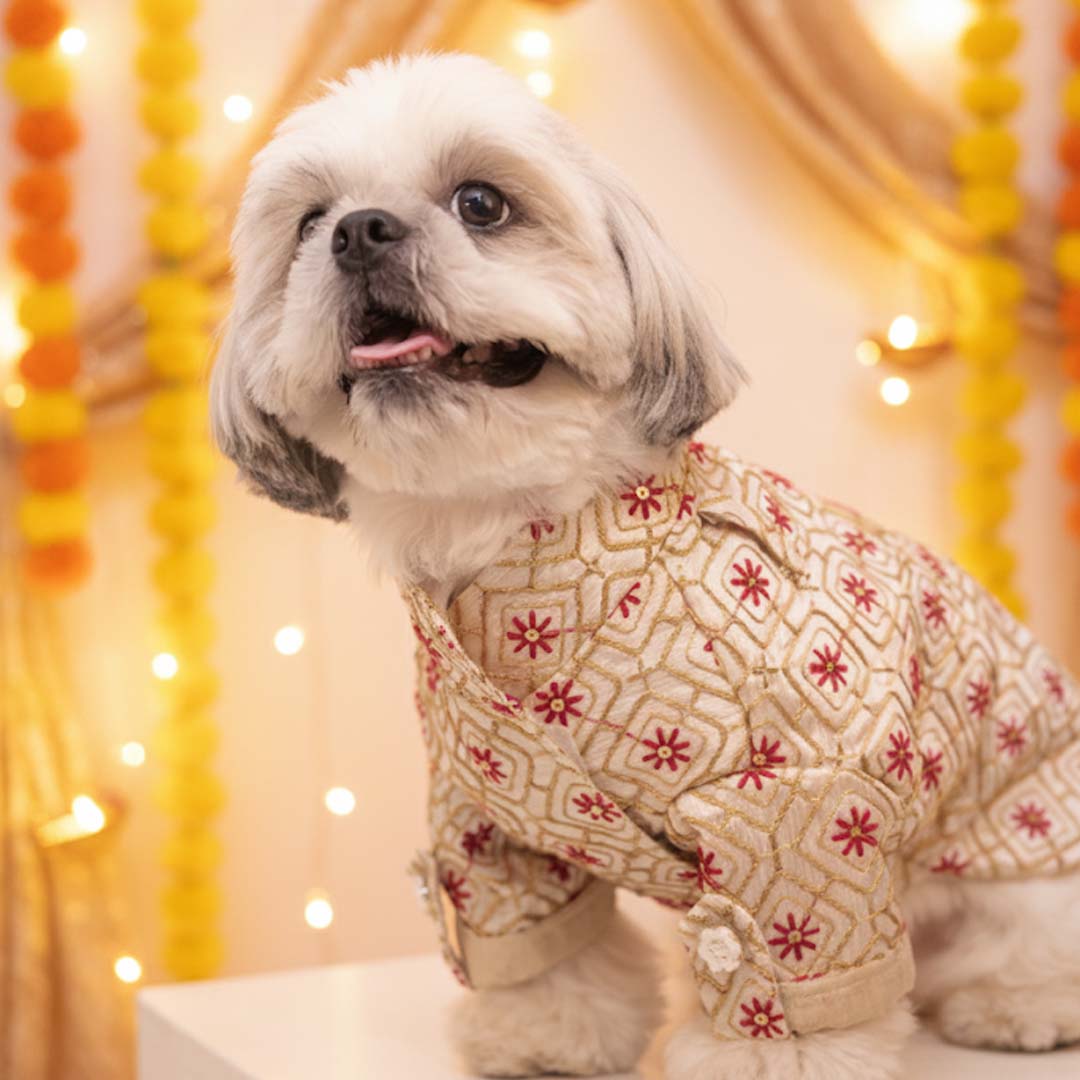 Majestic Glow Sherwani