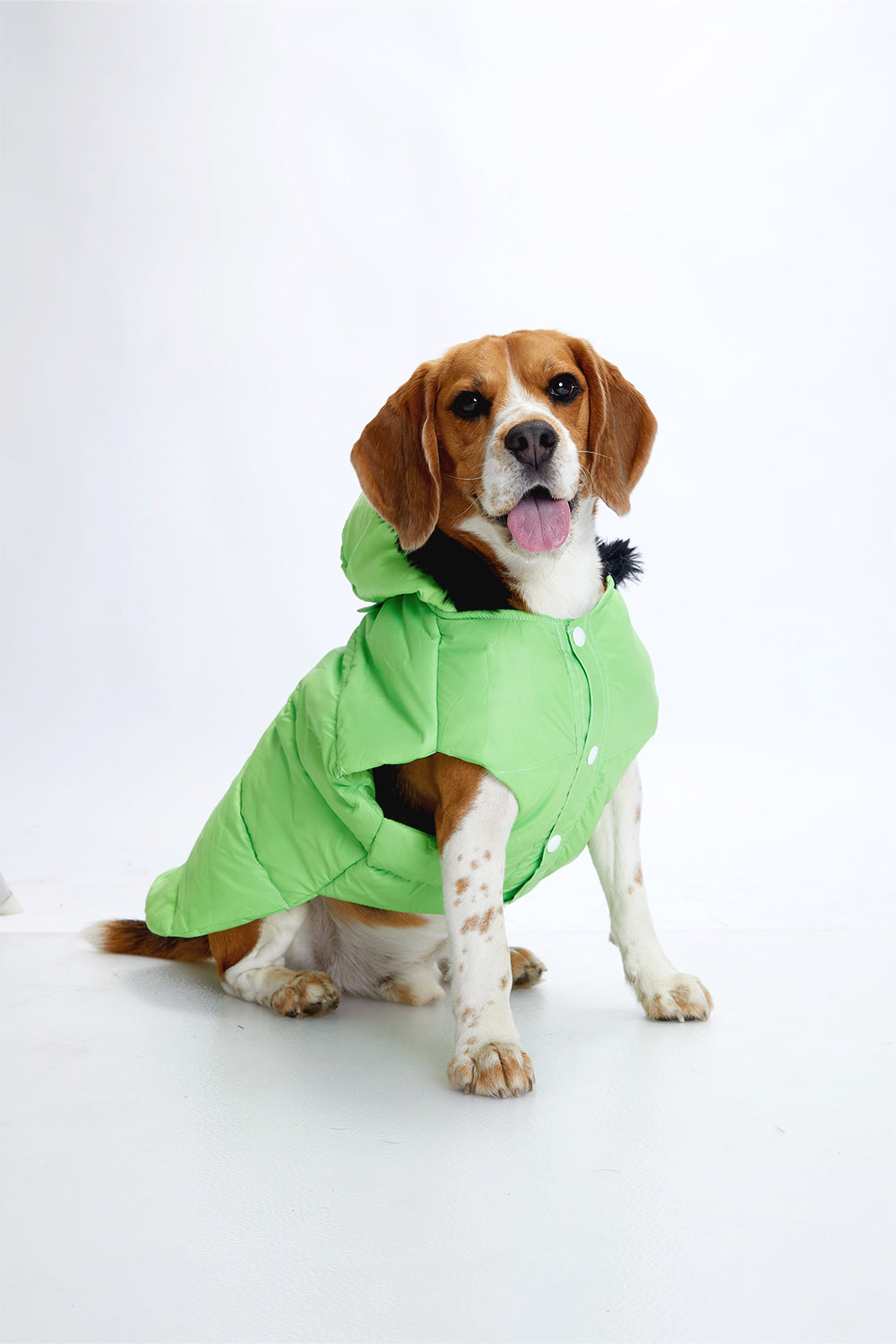Buy Neon Nibble Pet Hoodie for Dogs – Stylish & Warm Pet Hoodie by FurryFits