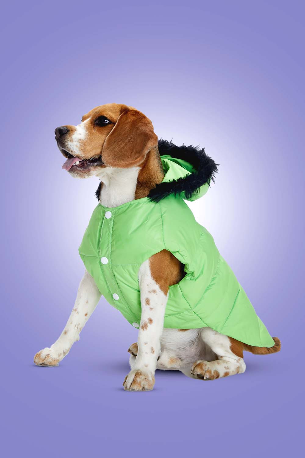 Buy Neon Nibble Pet Hoodie for Dogs – Stylish & Warm Pet Hoodie by FurryFits