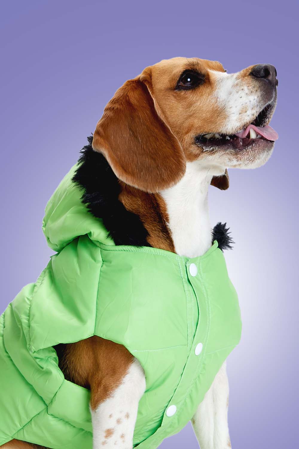 Buy Neon Nibble Pet Hoodie for Dogs – Stylish & Warm Pet Hoodie by FurryFits