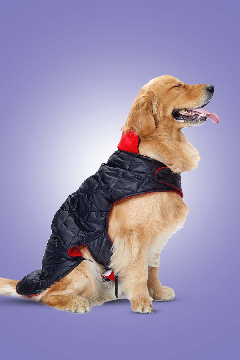 Furryfits Black Quilted with Red Velvet Dog Jacket – Stylish Pet Outerwear