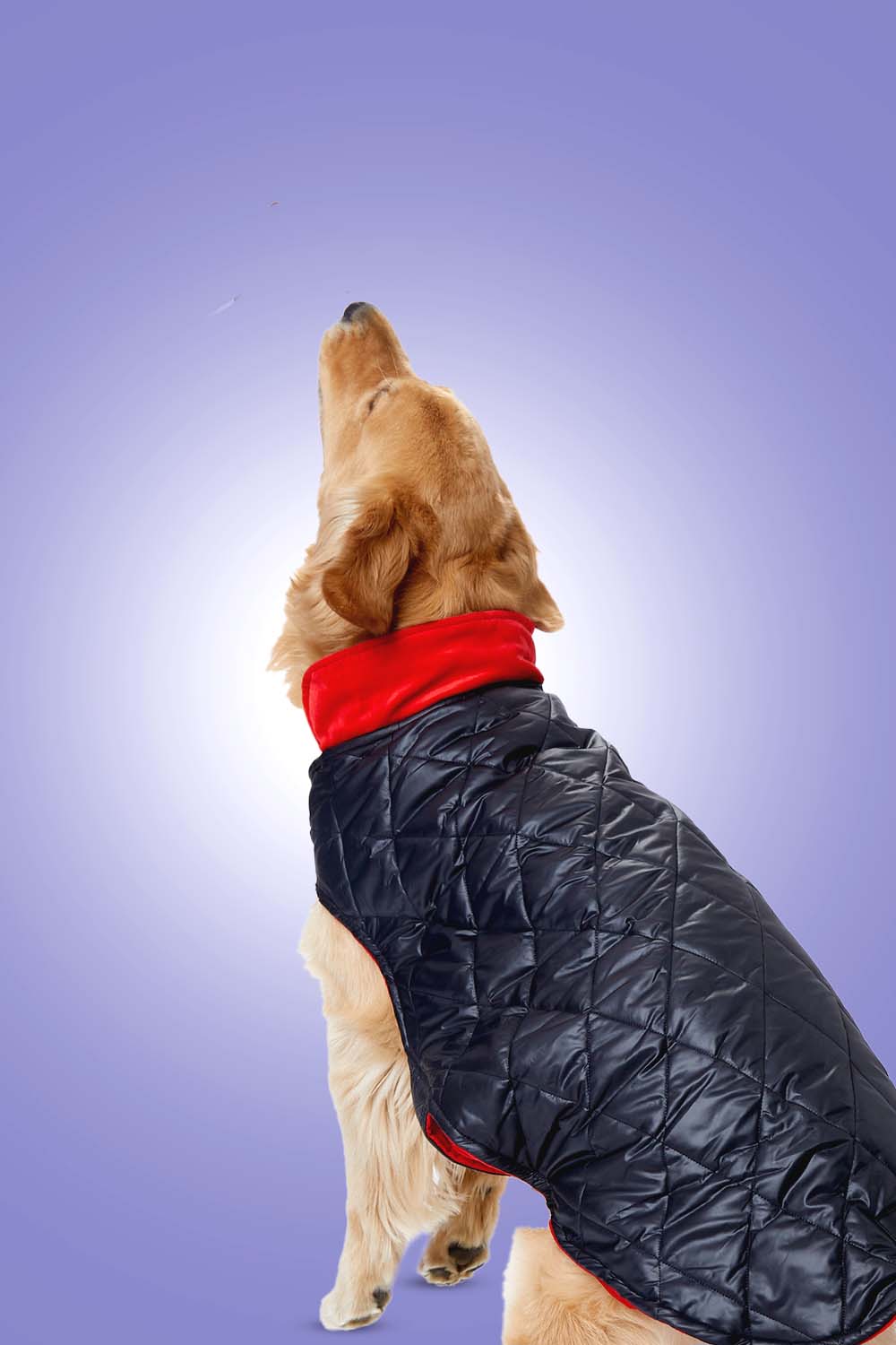 Furryfits Black Quilted with Red Velvet Dog Jacket – Stylish Pet Outerwear