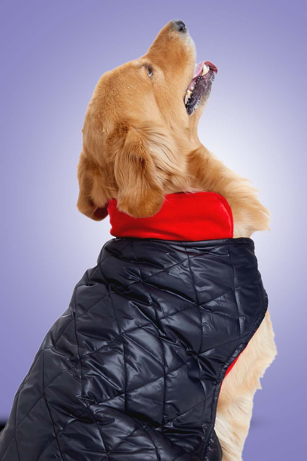 Furryfits Black Quilted with Red Velvet Dog Jacket – Stylish Pet Outerwear