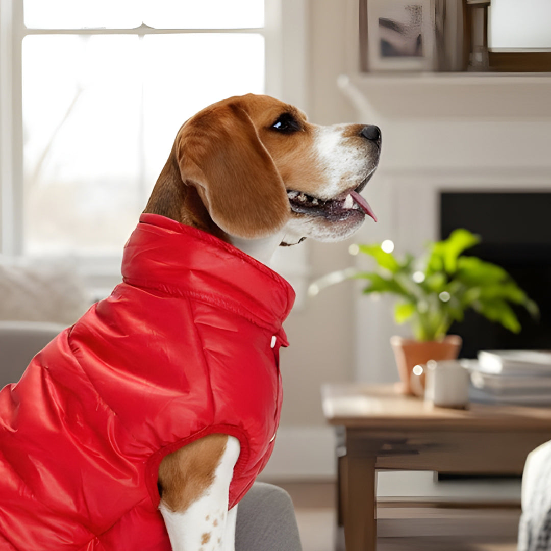 Furryfits Cherry Woof Dog Jacket – Stylish & Cozy Pet Outerwear