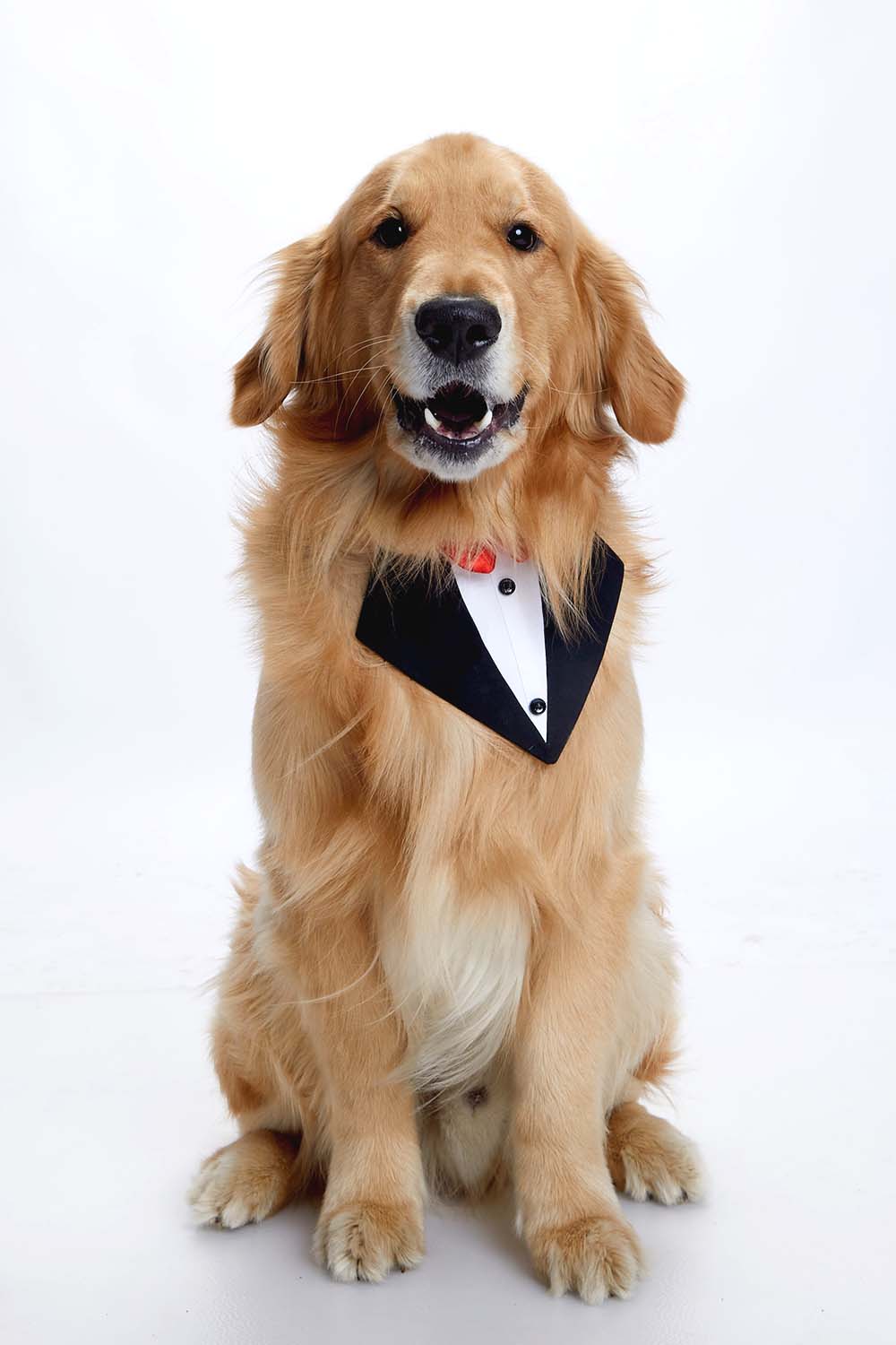 Furryfits Black Tux Bandana – Stylish & Elegant Pet Accessory