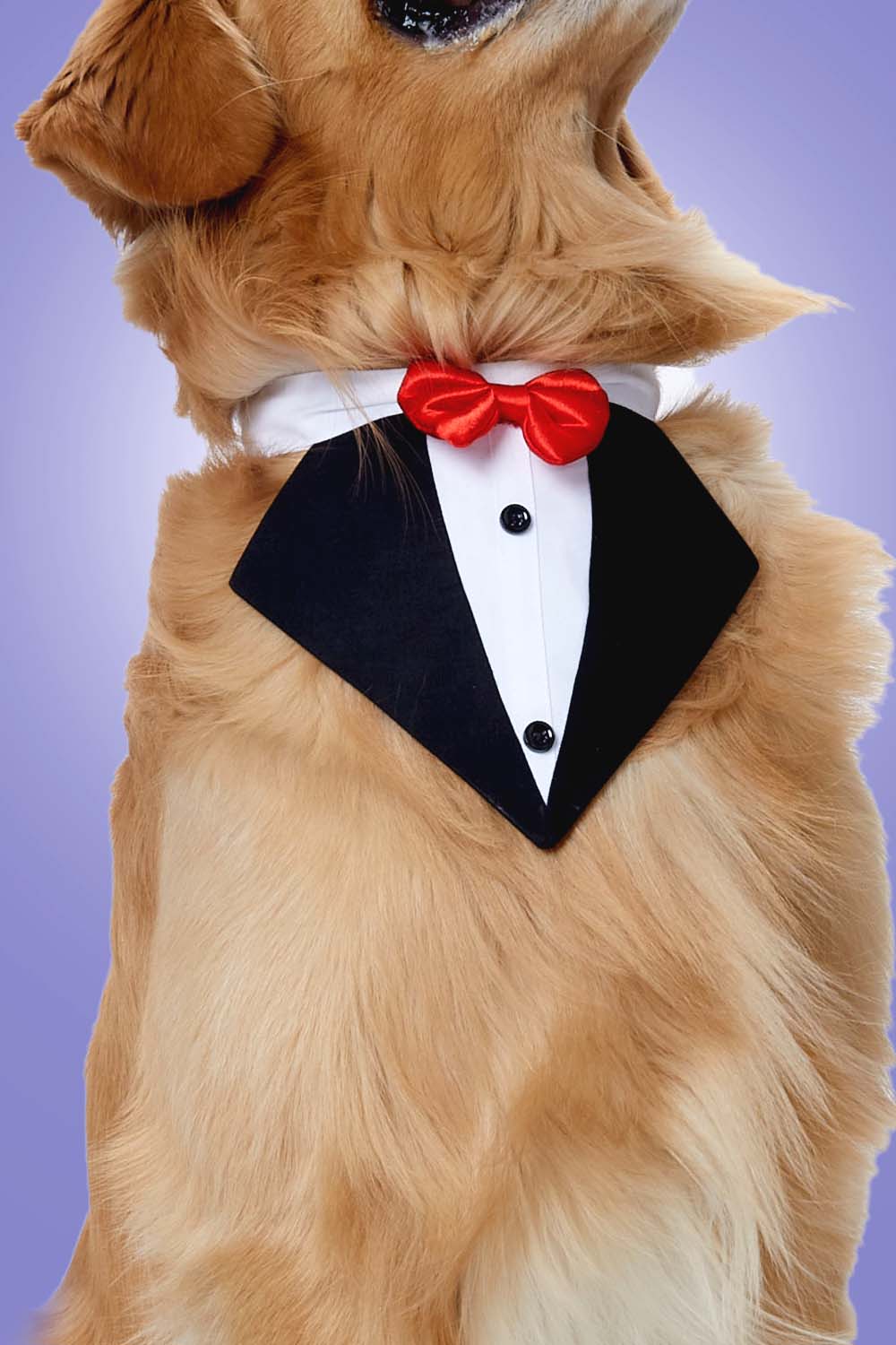 Furryfits Black Tux Bandana – Stylish & Elegant Pet Accessory