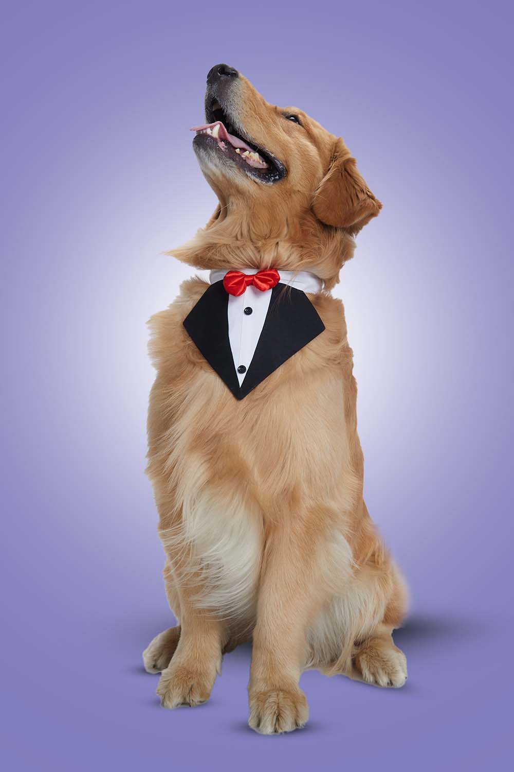 Furryfits Black Tux Bandana – Stylish & Elegant Pet Accessory