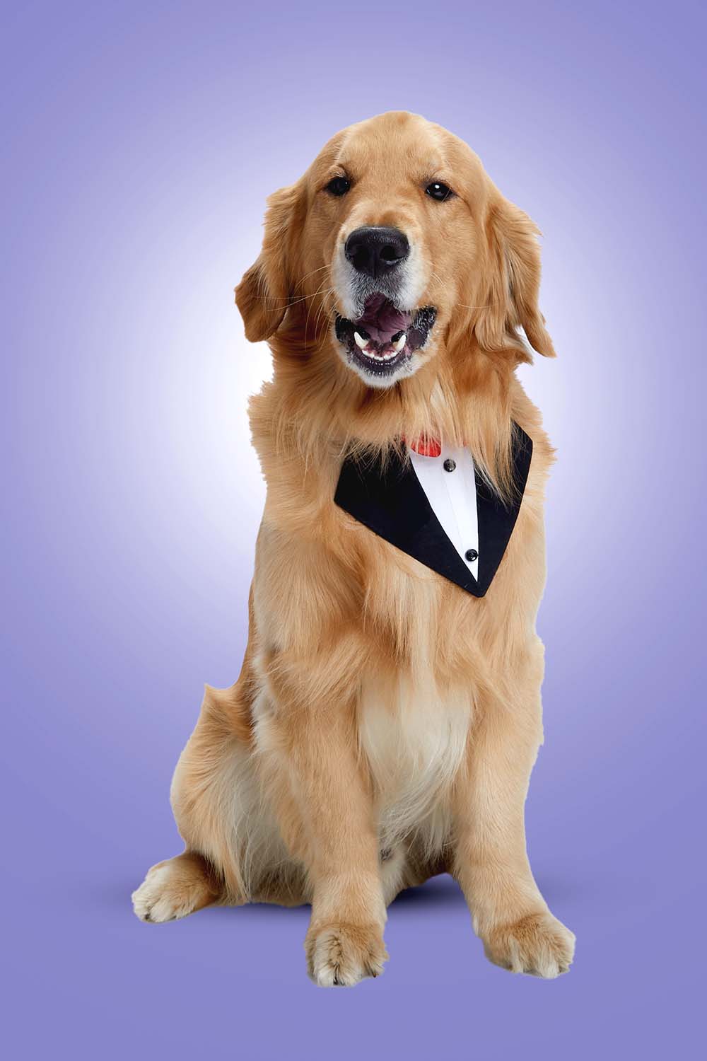 Furryfits Black Tux Bandana – Stylish & Elegant Pet Accessory