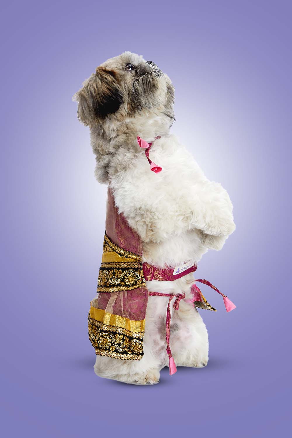 Furryfits Festive Diva Dog lehenga – Elegant & Stunning Traditional Wear